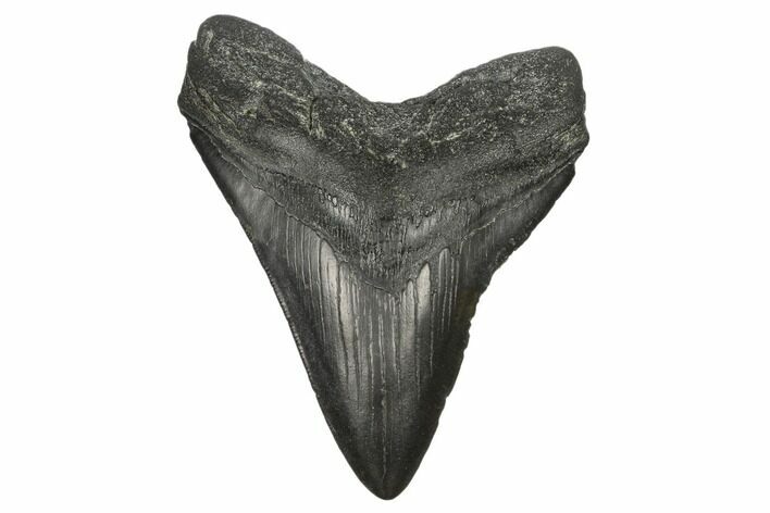 Fossil Megalodon Tooth - South Carolina #170330